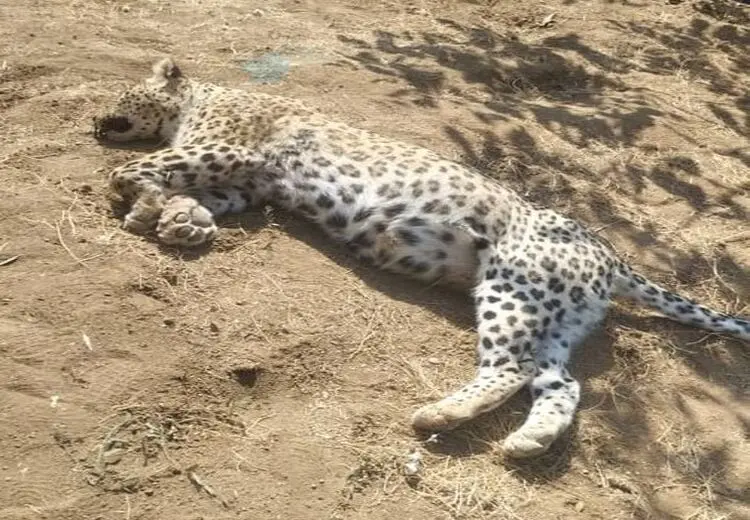 کشف لاشه پلنگ در منطقه حفاظت شده قزوین
