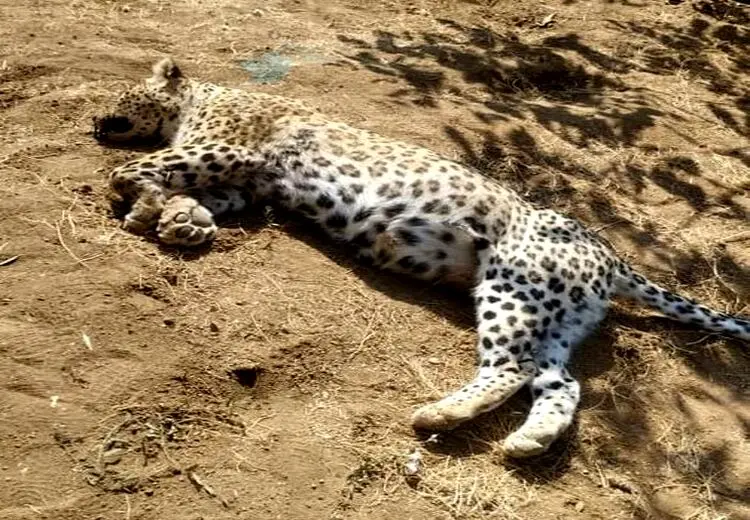 کشف لاشه پلنگ در منطقه حفاظت شده قزوین
