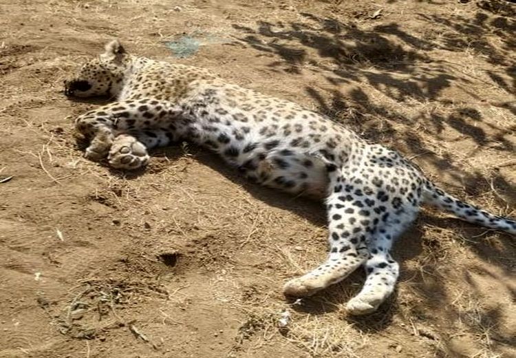 کشف لاشه پلنگ در منطقه حفاظت شده قزوین

