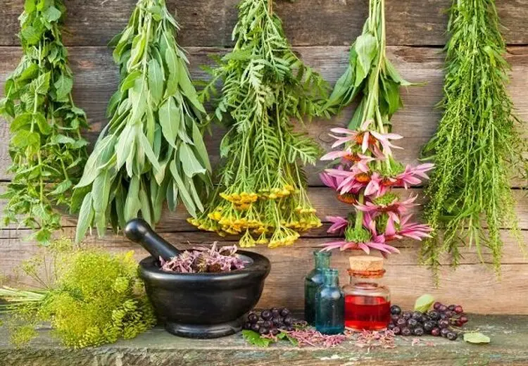 گیاهان دارویی که برای درمان گرمازدگی معجزه می‌کنند