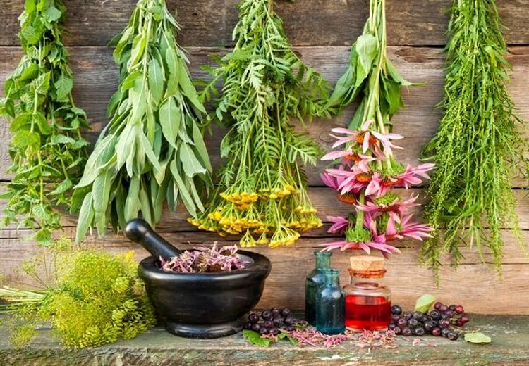 ۵ گیاه که در درمان بی‌اشتهایی عصبی موثر است