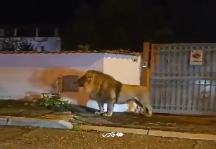  پرسه زنی شیر در خیابان‌های رُم!
