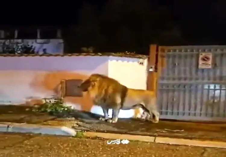  پرسه زنی شیر در خیابان‌های رُم!
