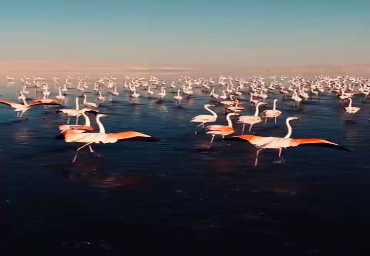  پرواز فلامینگوها در دریاچۀ مهارلو در جنوب شیراز/ فیلم
