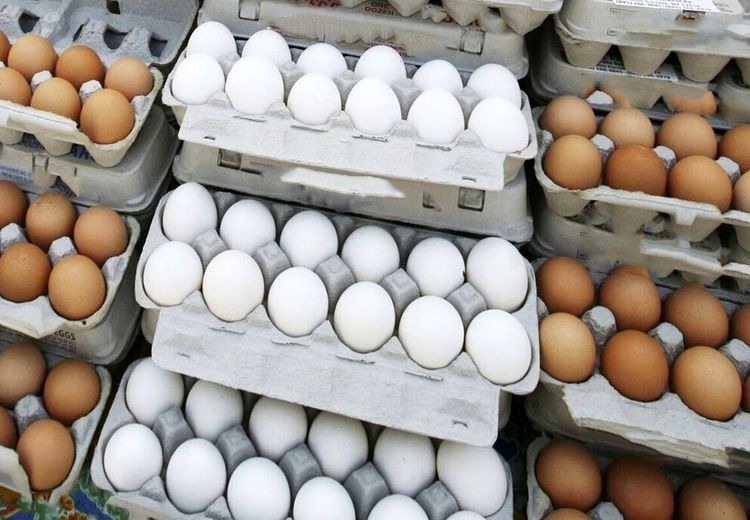 قیمت هر کیلو تخم‌مرغ درب مرغداری‌ ۶۱هزار تومان شد