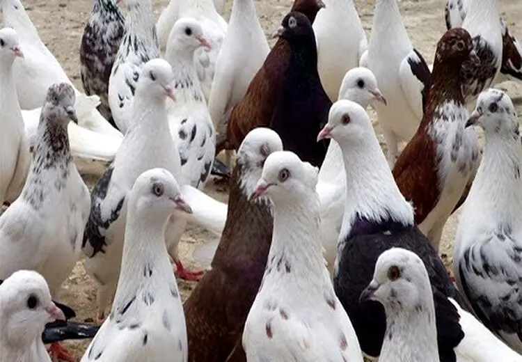 ورود هرگونه پرنده به کردستان ممنوع شد