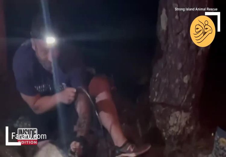 نجات یک راکون که سرش در قوطی گیر کرده بود