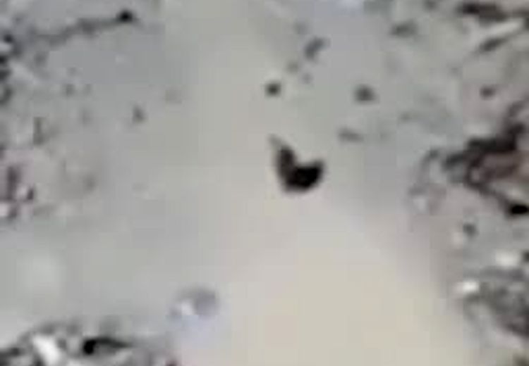تصاویر دلخراش از لحظه شهادت مادر فلسطینی توسط پهپاد اسراییلی