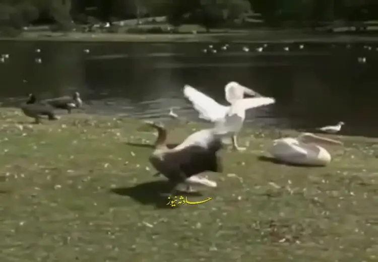 لحظه عجیب بلعیدن یک کبوتر توسط پلیکان!