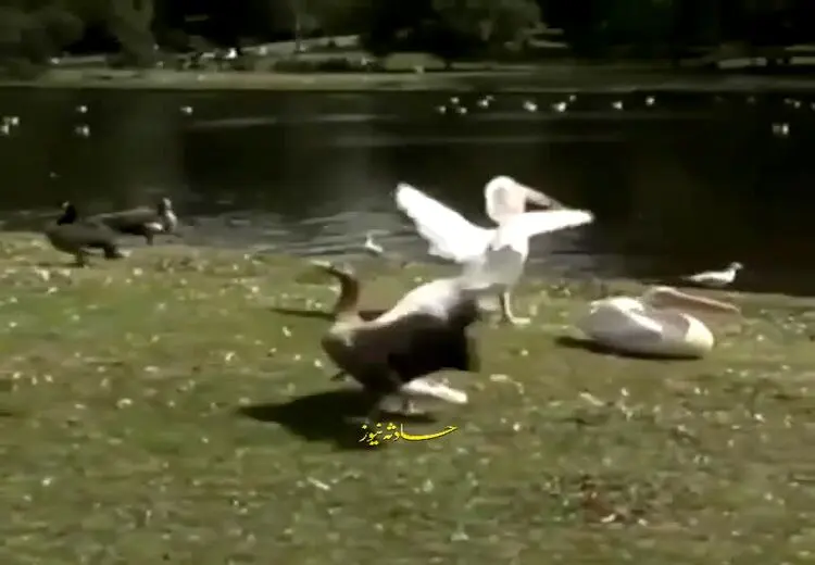 لحظه عجیب بلعیدن یک کبوتر توسط پلیکان!