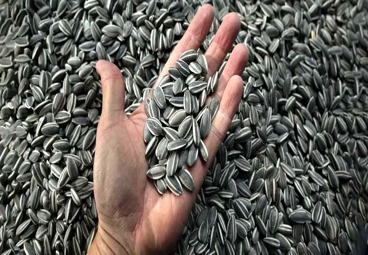 رییس پلیس راه یزد: توزیع تخمه و قهوه باعث شد آمار فوتی‌های جاده‌ای 11 نفر کمتر شود