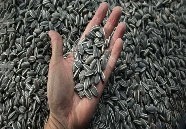 رییس پلیس راه یزد: توزیع تخمه و قهوه باعث شد آمار فوتی‌های جاده‌ای 11 نفر کمتر شود