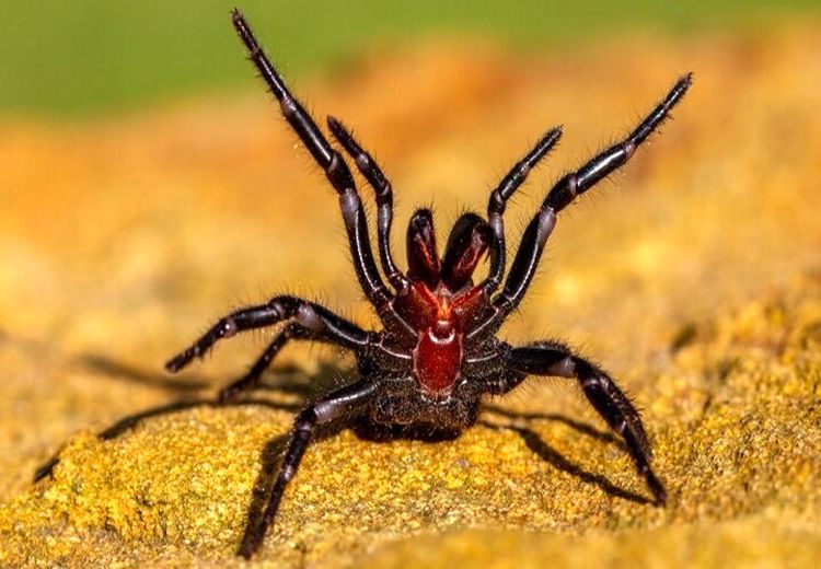 یک کشف عجیب درباره عنکبوتی که نیش مرگبار دارد