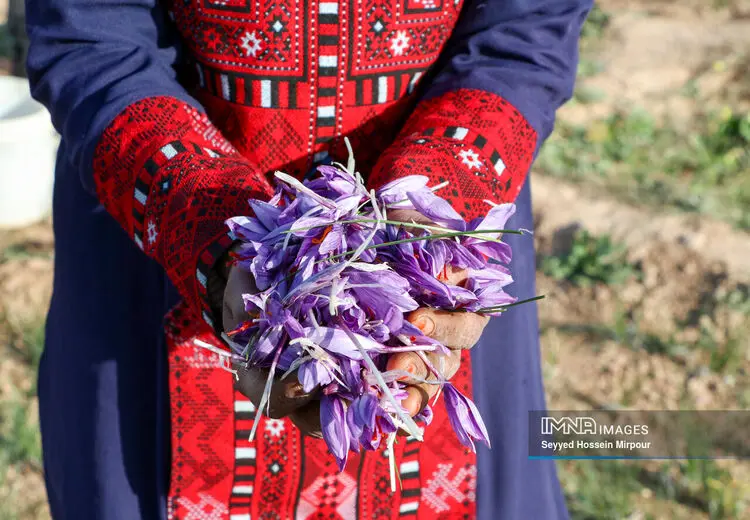 برداشت گل زعفران