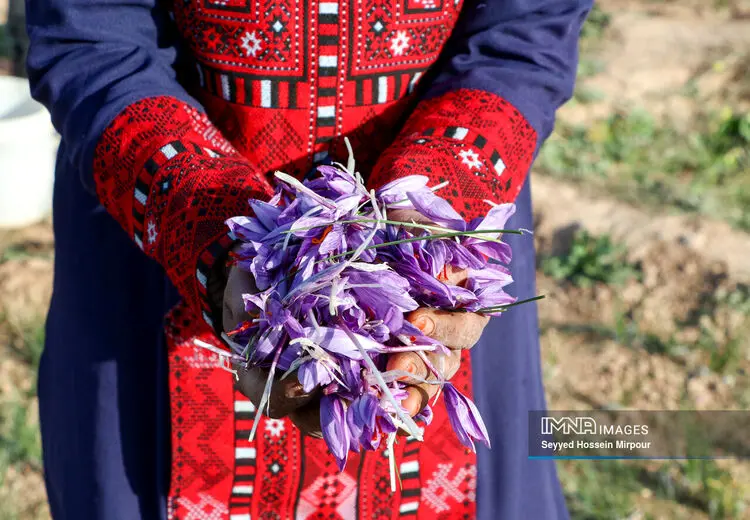 برداشت گل زعفران