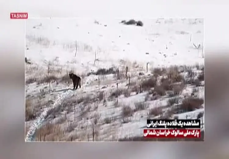 مشاهدهٔ یک قلاده پلنگ در خراسان‌ شمالی