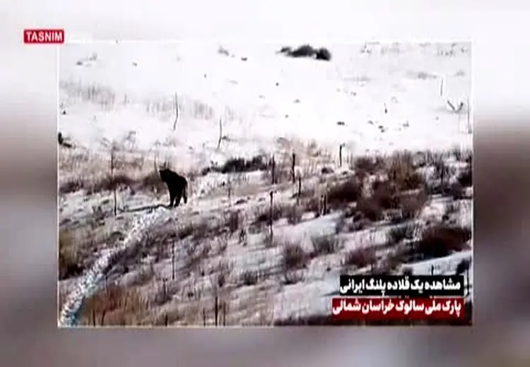 مشاهدهٔ یک قلاده پلنگ در خراسان‌ شمالی