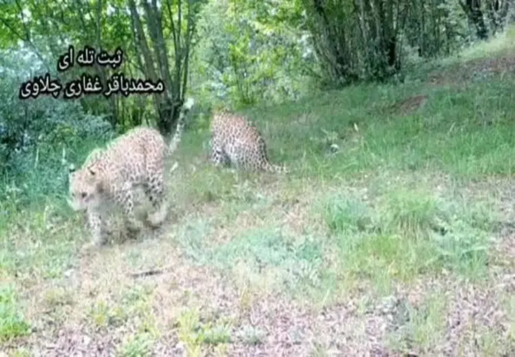 گردش جمعی 4 پلنگ در ارتفاعات مازندران 