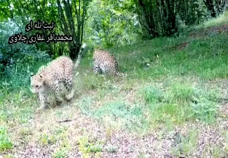 گردش جمعی 4 پلنگ در ارتفاعات مازندران 