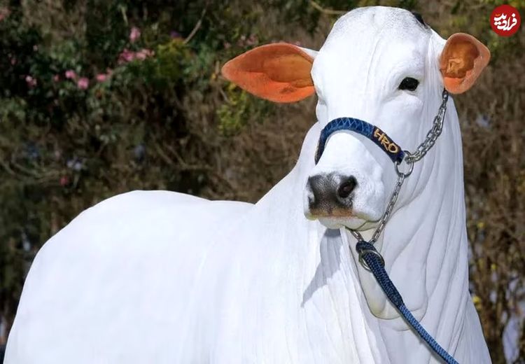 گاو سفید بزرگی که ۲۰۰ میلیارد قیمت دارد+عکس