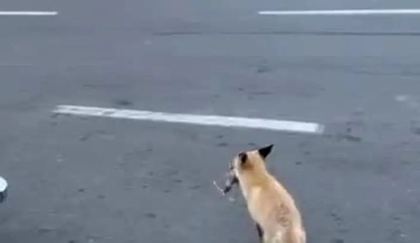 شکار موش توسط روباه در مرکز تهران!