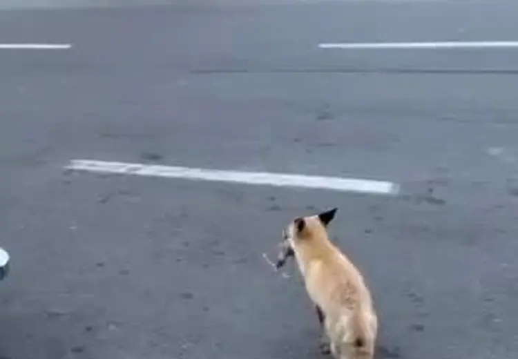 شکار موش توسط روباه در مرکز تهران!