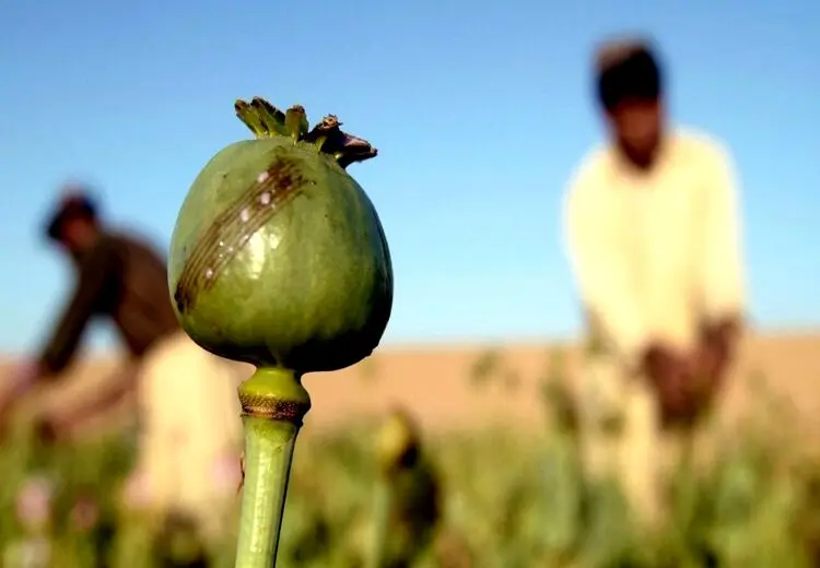 واکنش به درخواست یک نماینده برای کشت قانونی خشخاش!