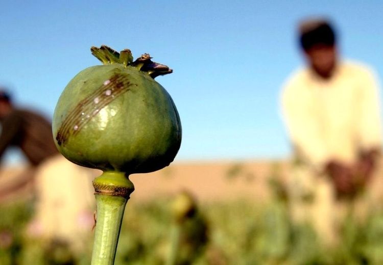 واکنش به درخواست یک نماینده برای کشت قانونی خشخاش!