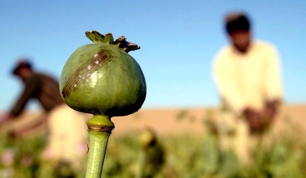 واکنش به درخواست یک نماینده برای کشت قانونی خشخاش!