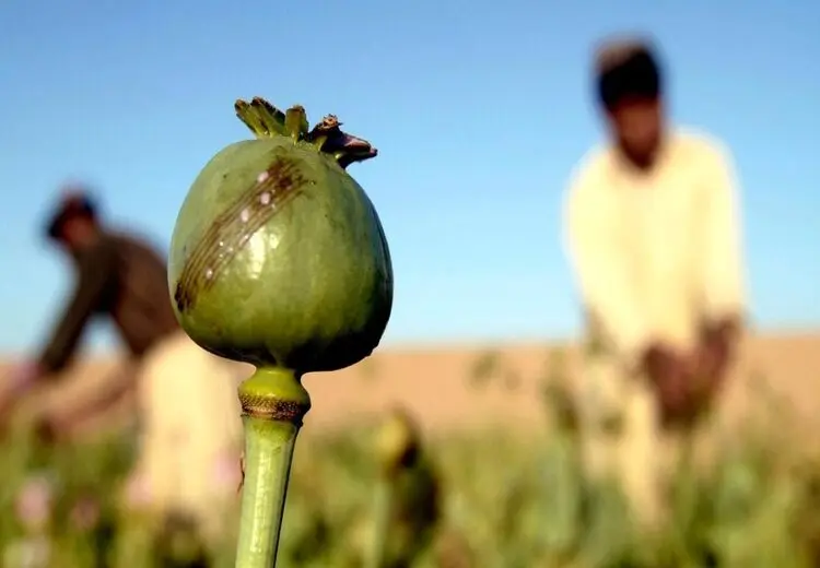 این کشور در تولید تریاک از افغانستان سبقت گرفت! 