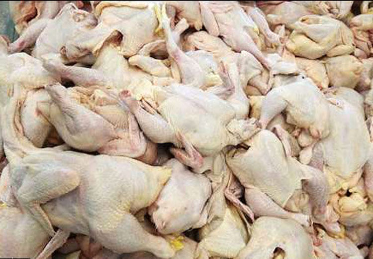 ۹ تن مرغ فاسد در ملارد از چرخه مصرف خارج شد