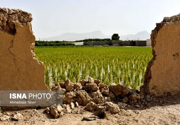 کشت ممنوعه برنج در اصفهان 