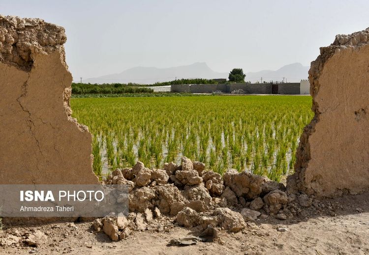 کشت ممنوعه برنج در اصفهان 