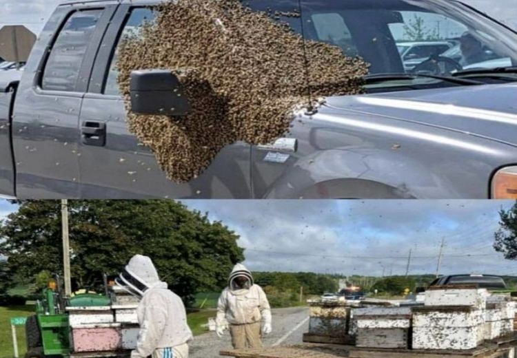 دردسر کانادا پس از فرار میلیون‌ها زنبور عسل از یک کامیون 