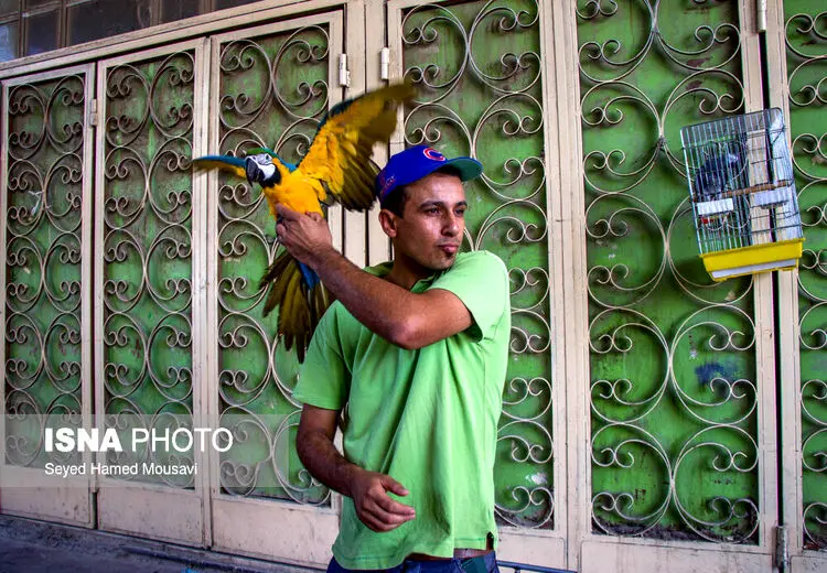 بازار حیوانات بغداد 

