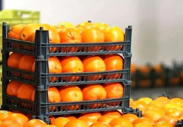 زمان توزیع میوه عید اعلام شد/ توضیح معاون وزیر جهادکشاورزی را بخوانید