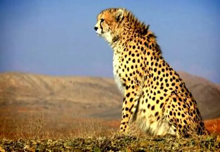  خبر خوب از توران/ مشاهده هیوا پس از ۳ سال + ویدئو