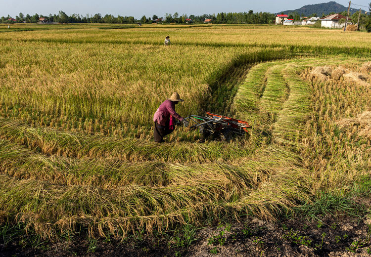 تخلف 17 استان با کشت برنج