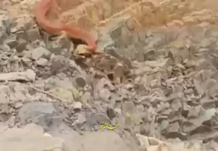 کشف مار غول‌پیکر که سنگ‌های کوهستان می‌بلعد!