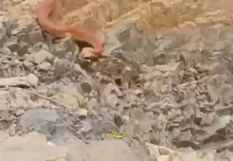 کشف مار غول‌پیکر که سنگ‌های کوهستان می‌بلعد!