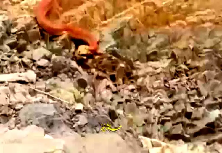 کشف مار غول‌پیکر که سنگ‌های کوهستان می‌بلعد!